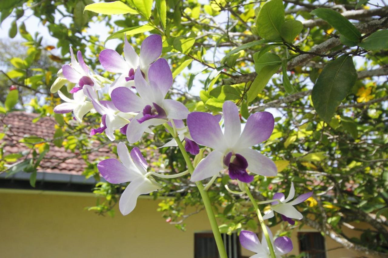 Bentota Home Stay Dış mekan fotoğraf