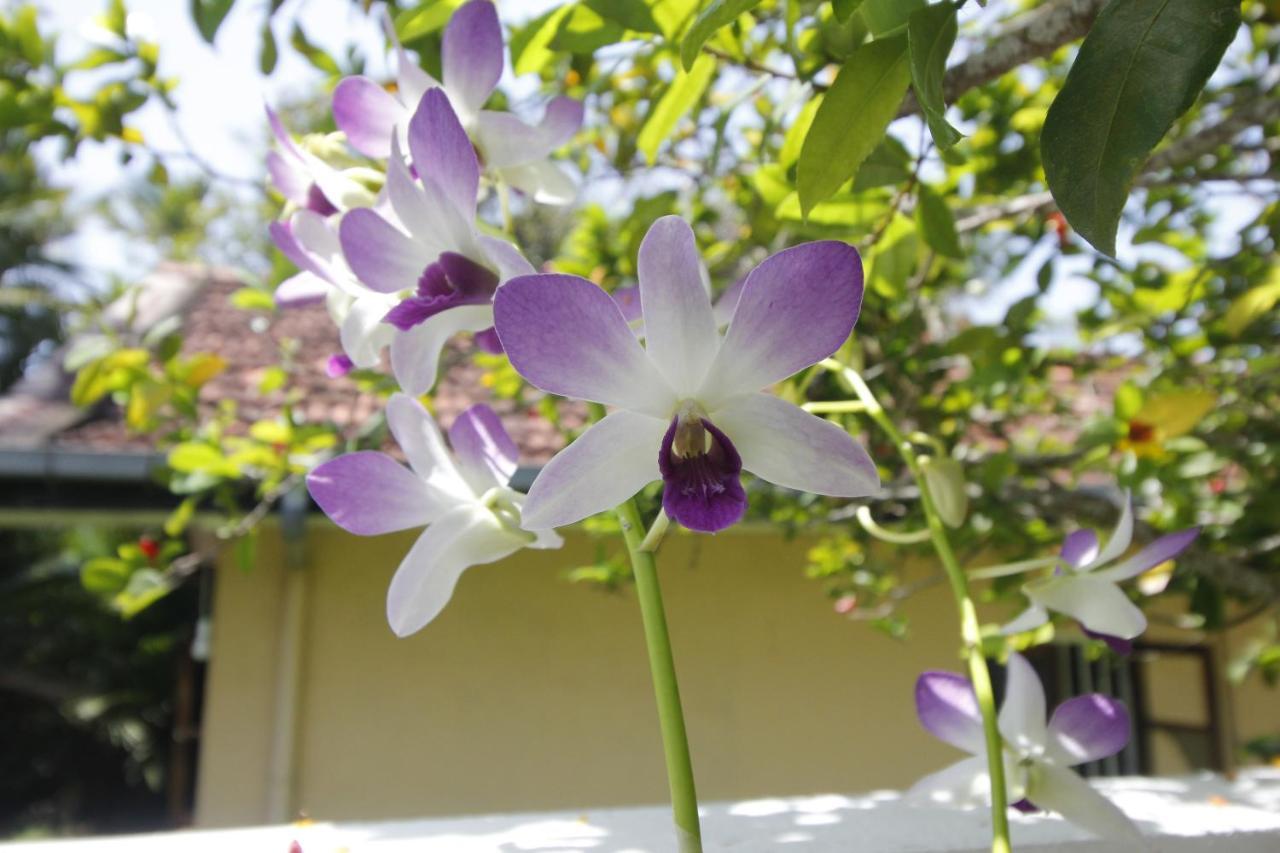 Bentota Home Stay Dış mekan fotoğraf